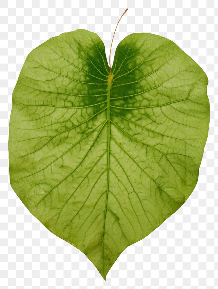 PNG  Leaf plant green tree.