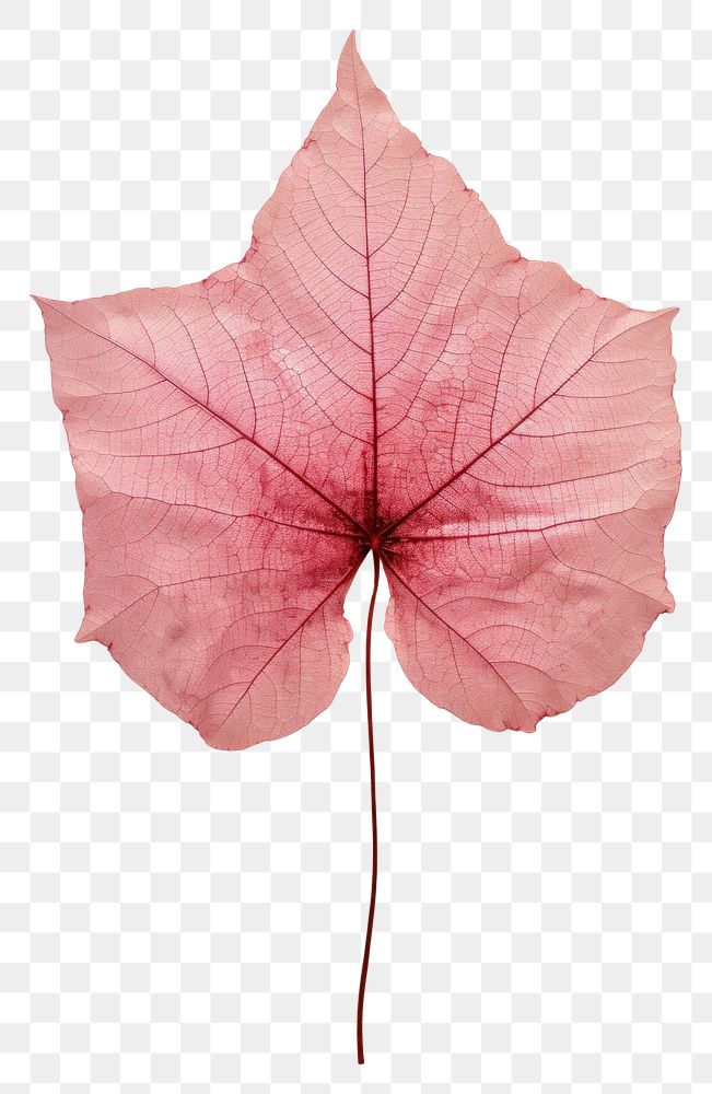 PNG  Leaf plant tree red.