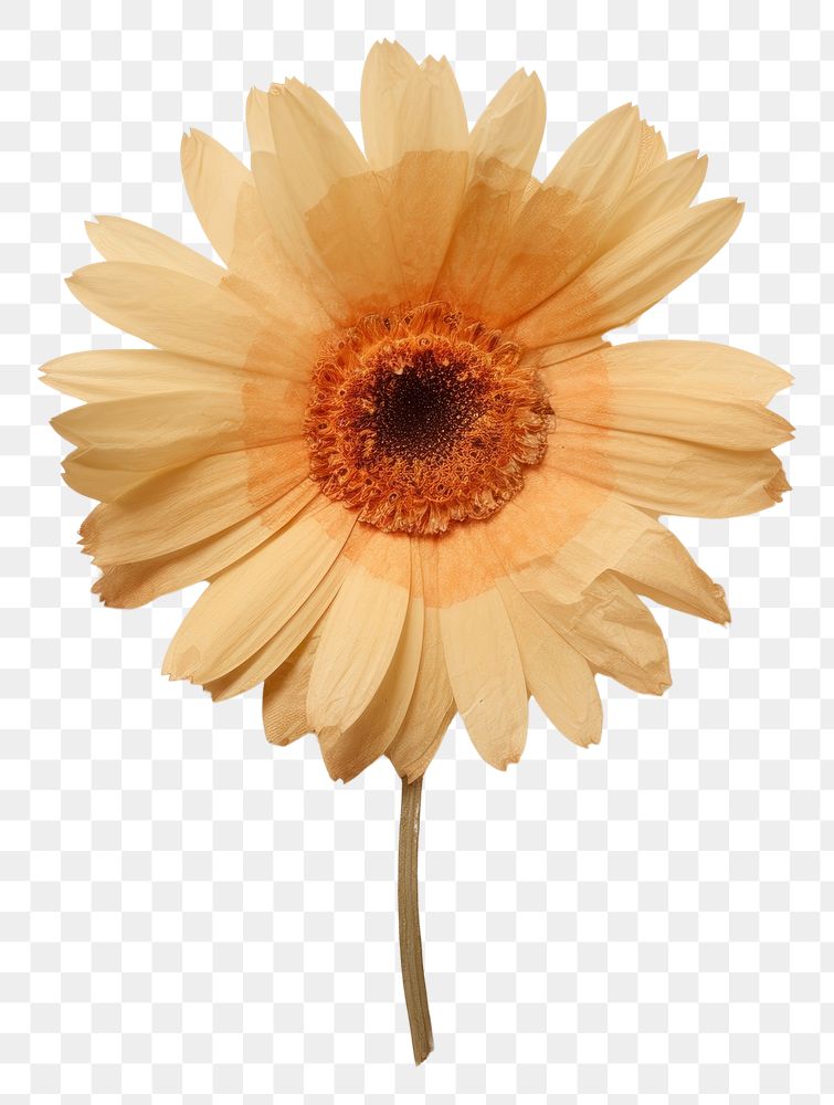 PNG  Real Pressed a gerbera daisy flower sunflower petal.