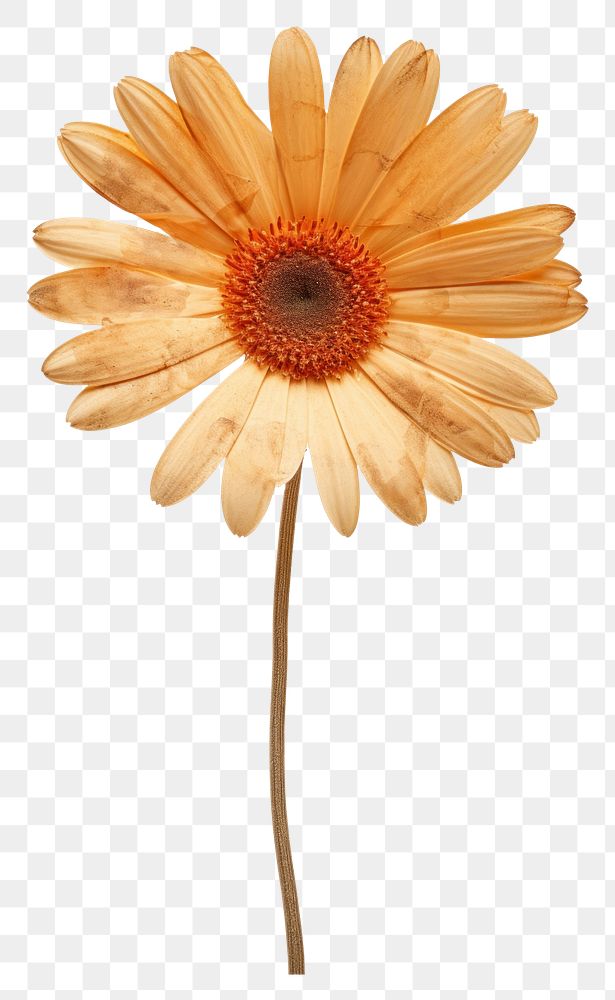 PNG  Flower daisy sunflower petal.