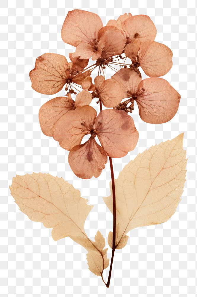 PNG  Flower plant petal paper.