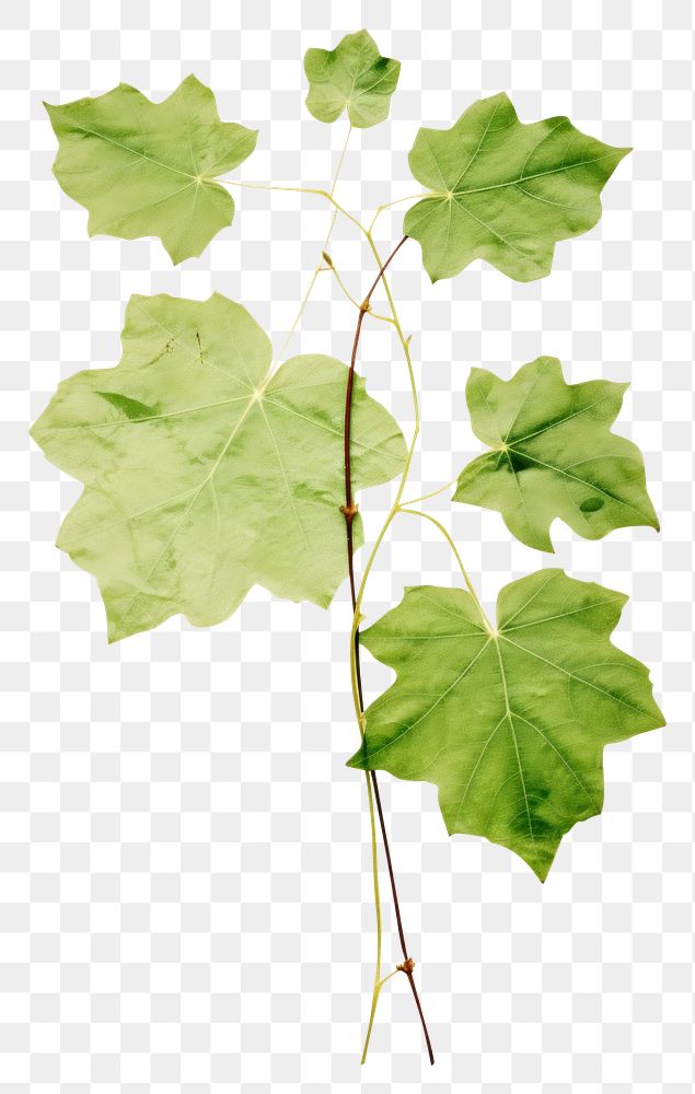 PNG  Green plant leaf tree.