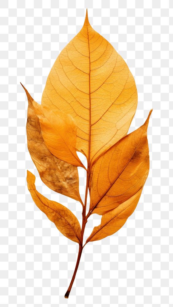 PNG Leaf plant tree pattern.