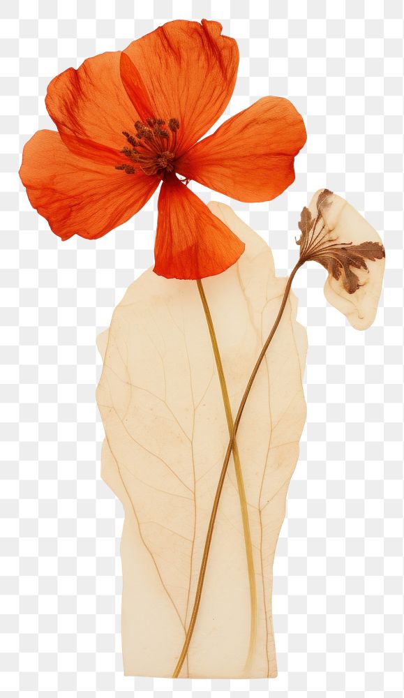 PNG Real Pressed a orange red flower petal plant inflorescence.