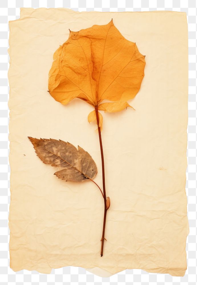 PNG Leaf textured plant paper.