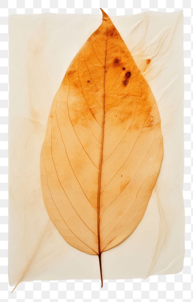 PNG Leaf plant paper pattern.