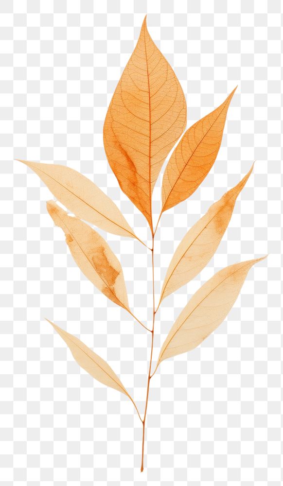 PNG Leaf plant tree art.