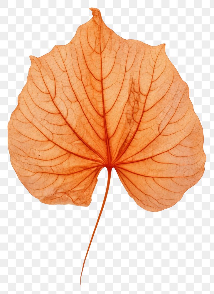 PNG Leaf plant tree fragility.