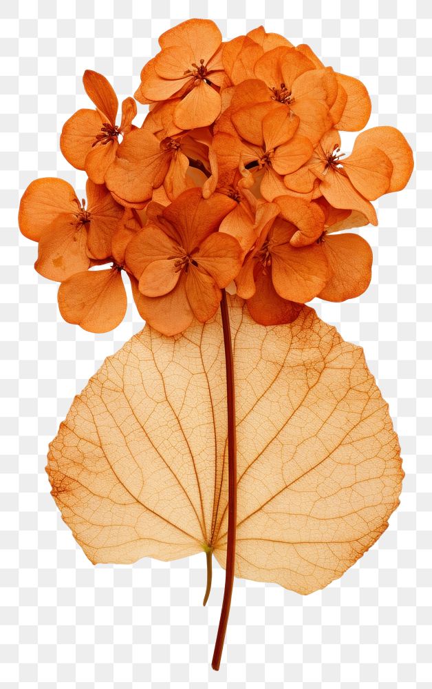 PNG Flower plant petal leaf.