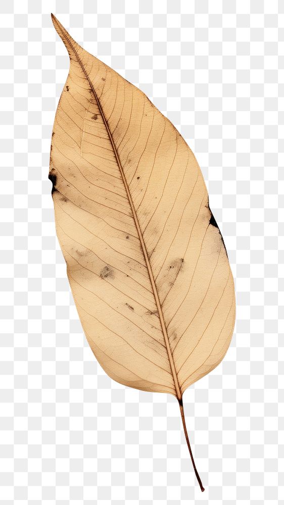 PNG  Leaf plant drawing nature.