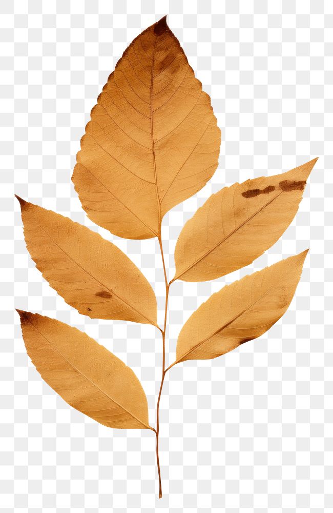 PNG  Leaf plant paper tree.