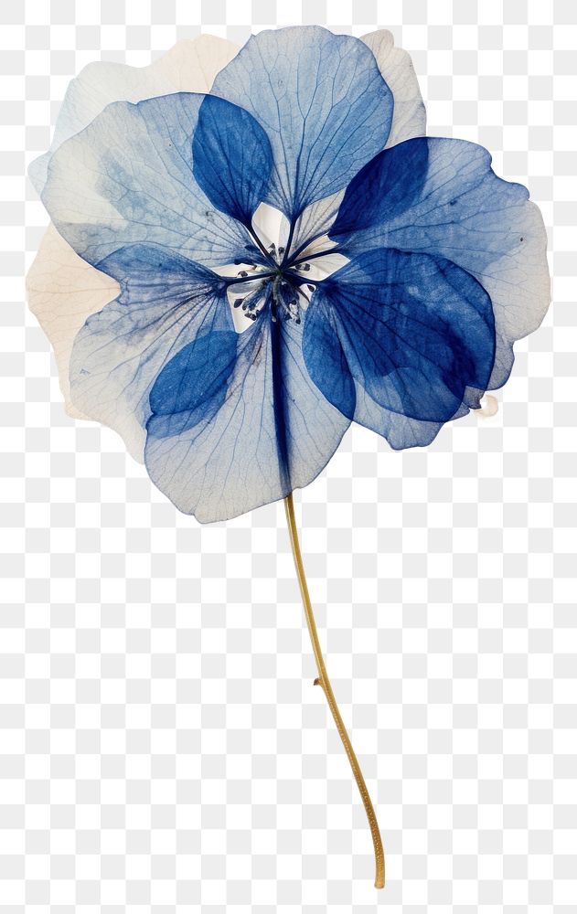 PNG Real Pressed a single blue hydrangea flower petal plant.