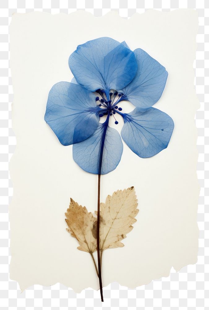 PNG Real Pressed a single blue hydrangea flower plant petal.