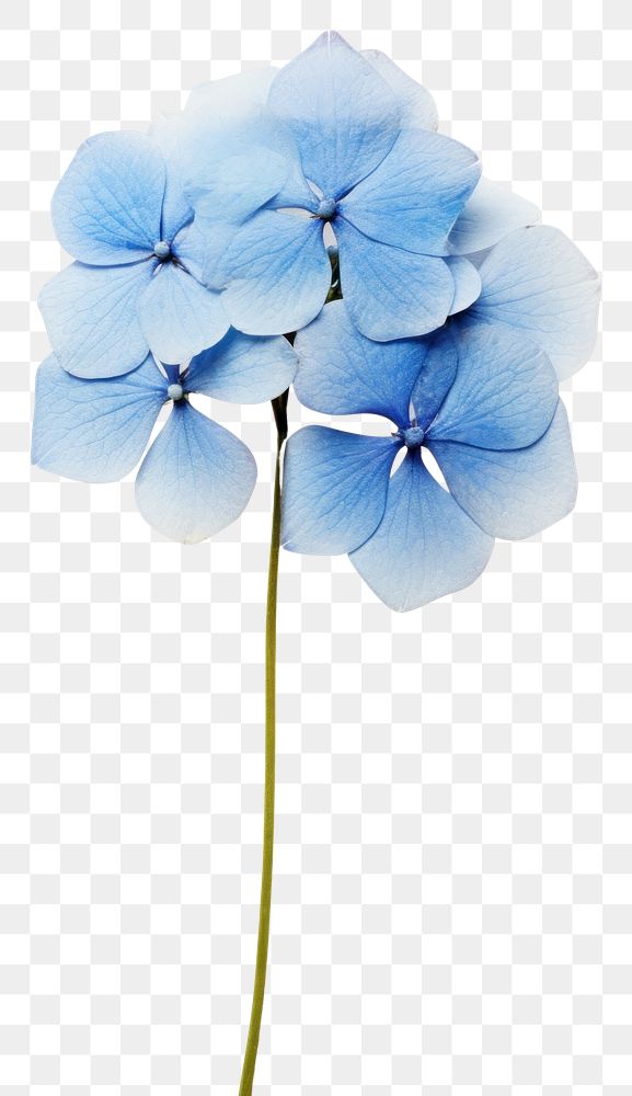 PNG Real Pressed a single blue hydrangea flower petal plant