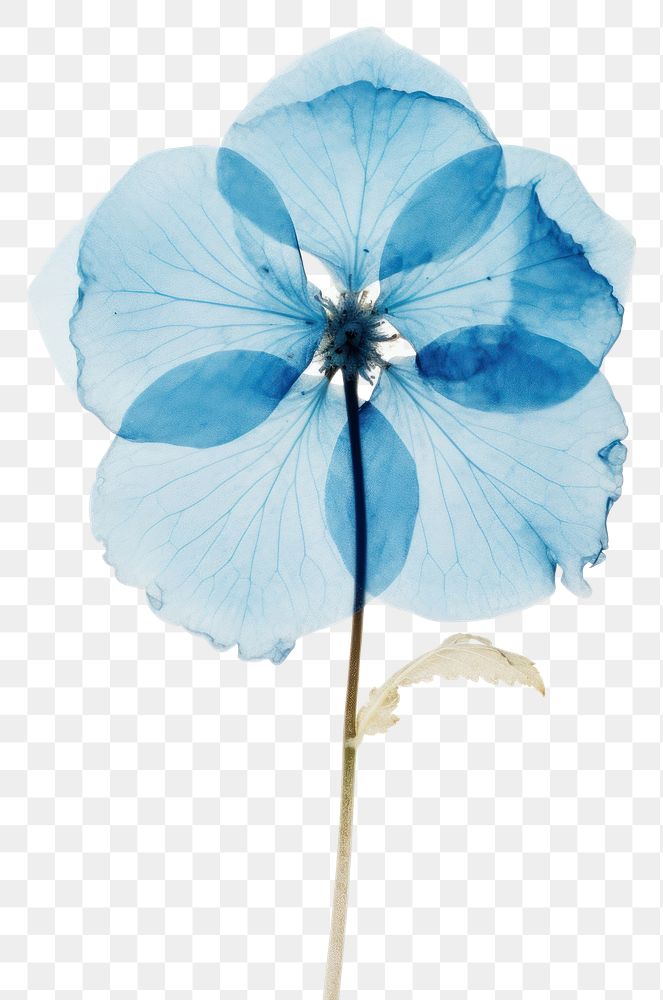 PNG Real Pressed a single blue hydrangea flower nature petal.