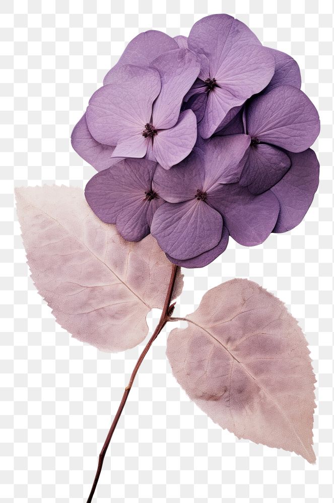 PNG Real Pressed a single purple hydrangea flower petal lilac.