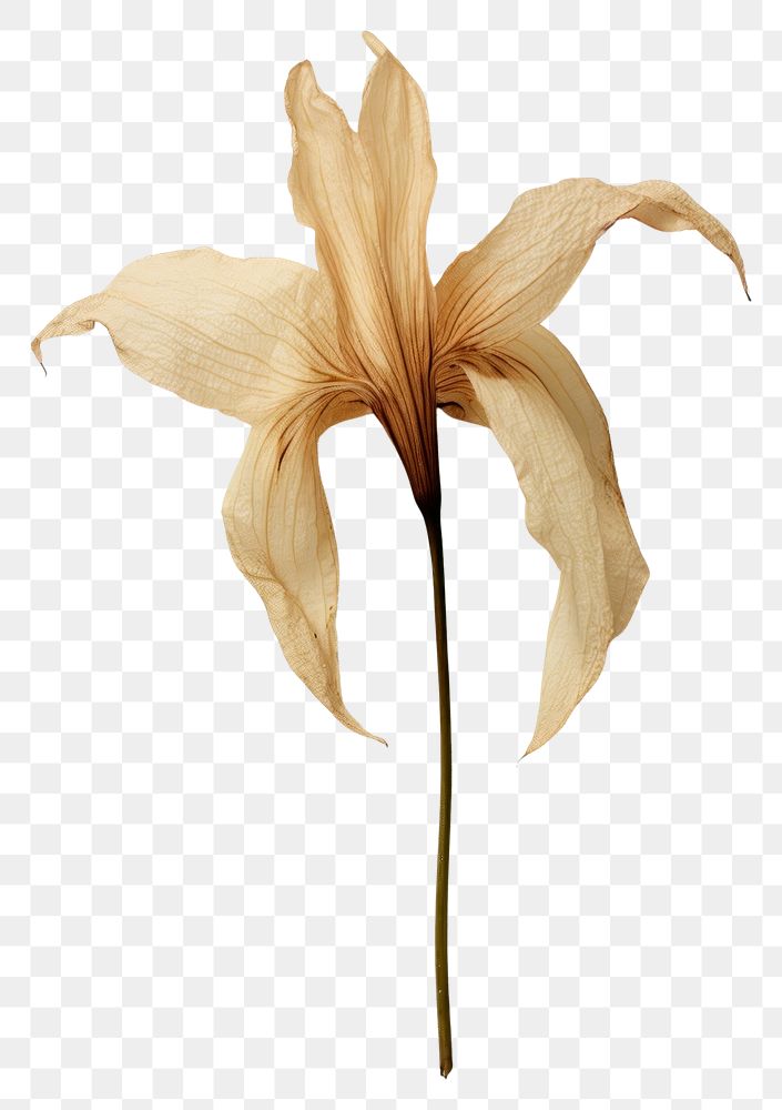 PNG Real pressed a single dried lily plant flower petal leaf.