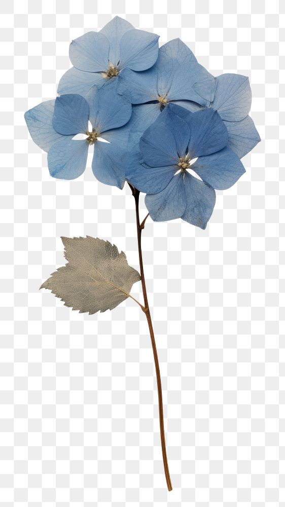 PNG Real Pressed a single blue hydrangea flower paper plant.