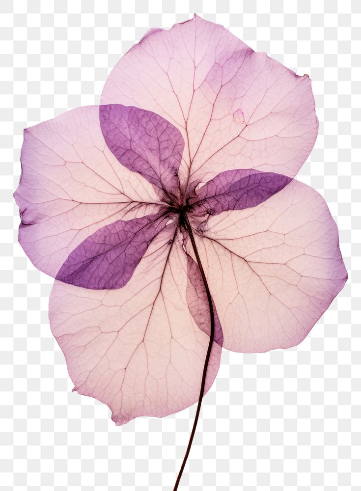 PNG Real Pressed a single purple hydrangea flower petal plant