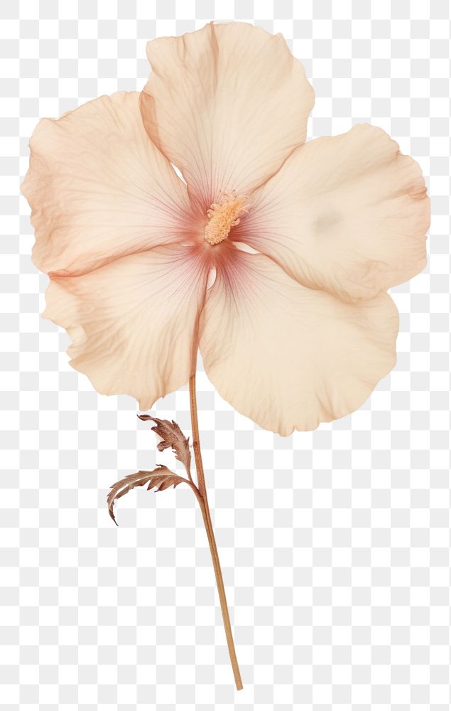PNG Flower hibiscus petal plant.