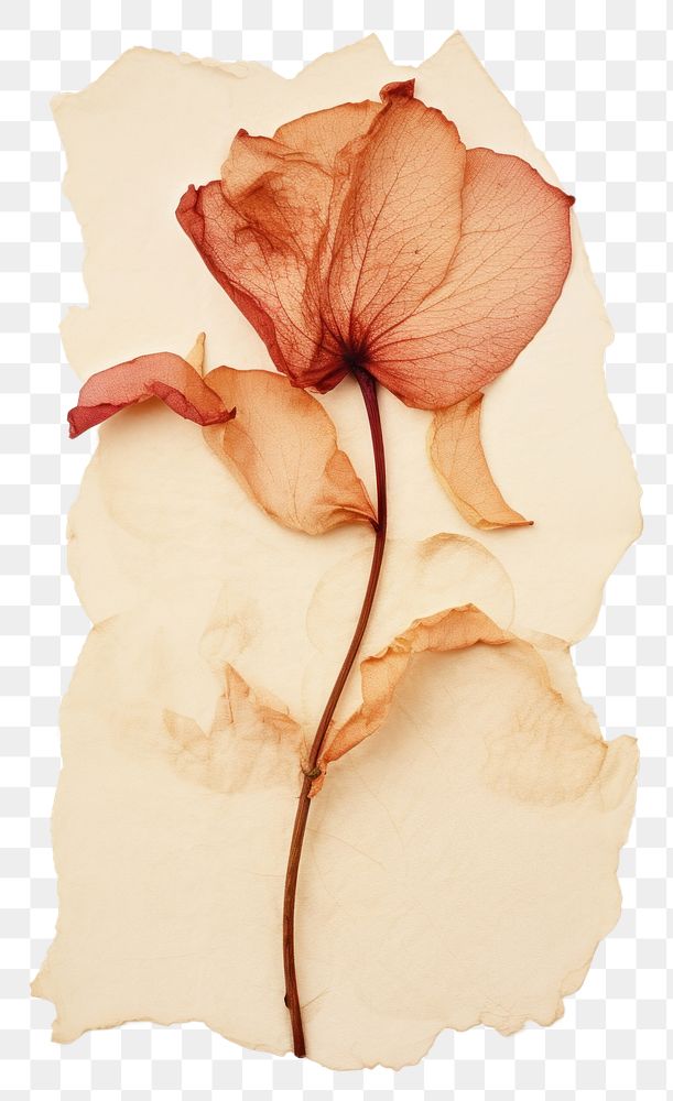 PNG Flower petal plant paper.