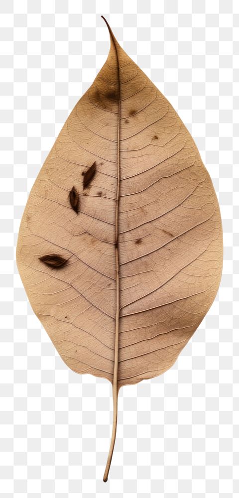 PNG Real Pressed a willow leaf plant invertebrate simplicity.