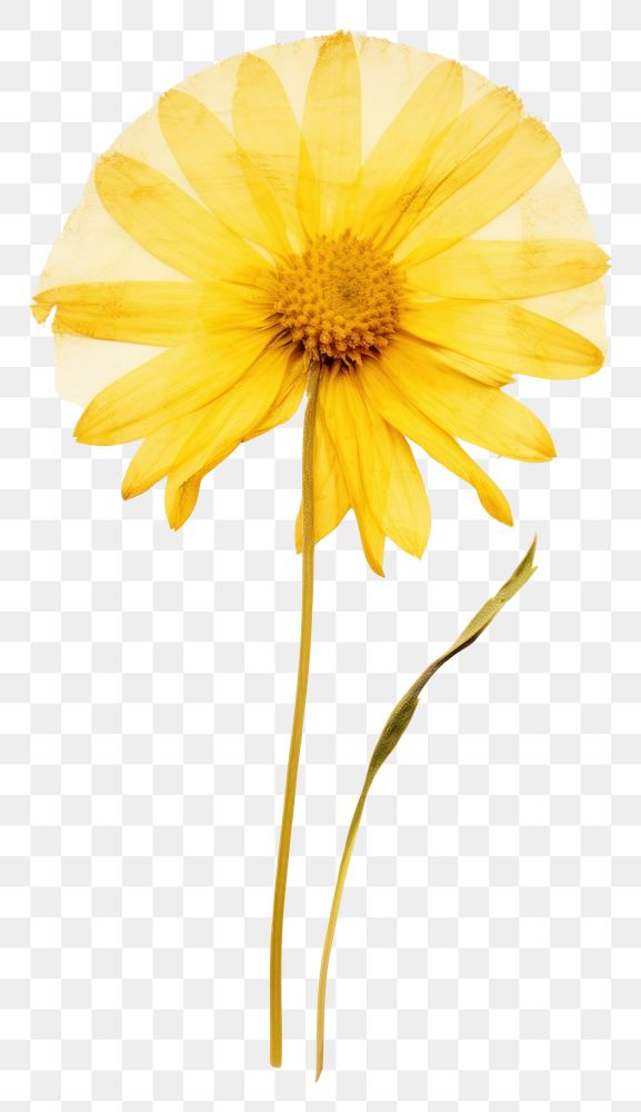 PNG Flower sunflower yellow petal.