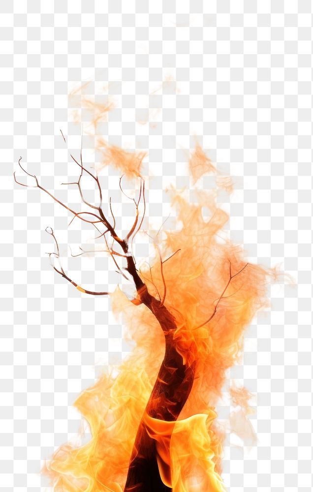 PNG Bonfire destruction burning branch.