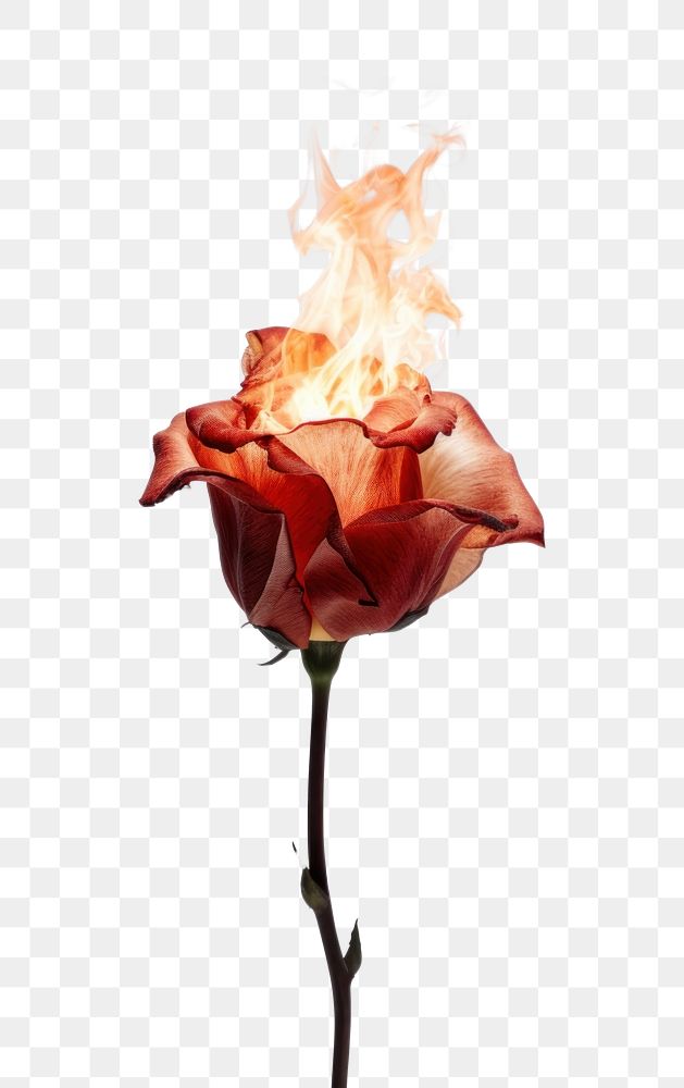 PNG Flower petal plant fire.