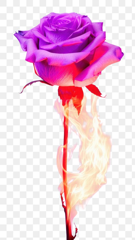 PNG Aesthetic pink rose on fire purple flower petal.