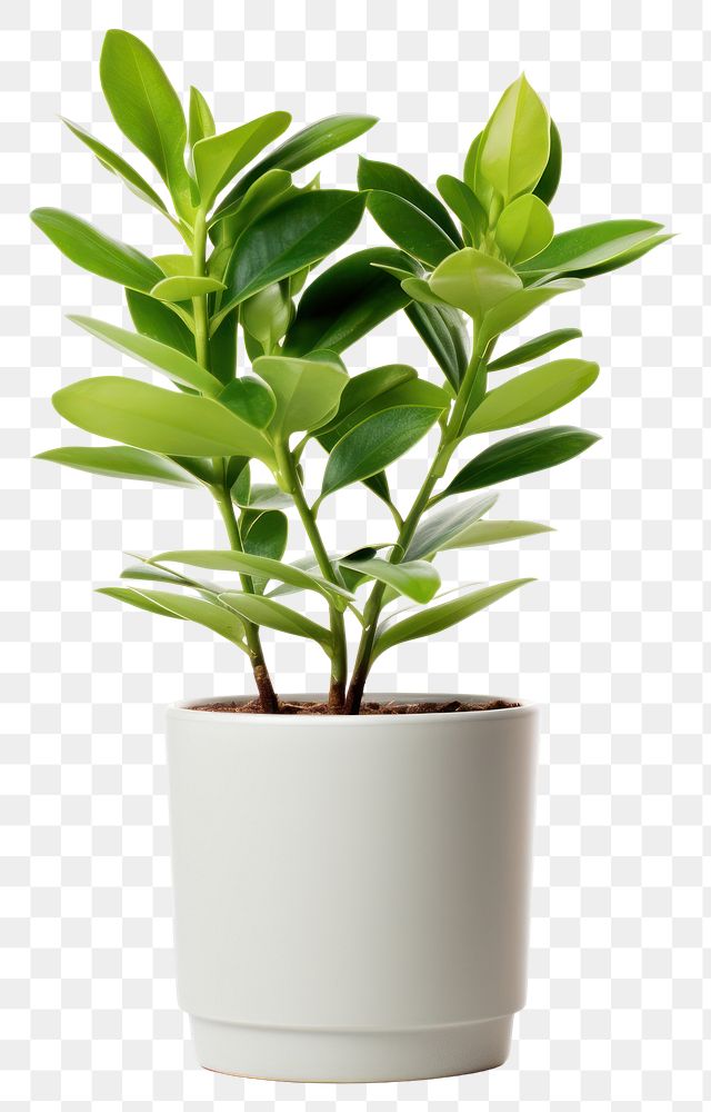 PNG  An Indoor small green plant in a plant pot leaf white background houseplant. AI generated Image by rawpixel.