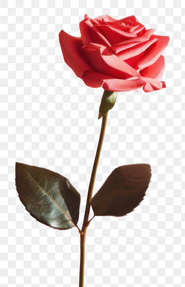 PNG Valentine rose flower shadow. AI generated Image by rawpixel.