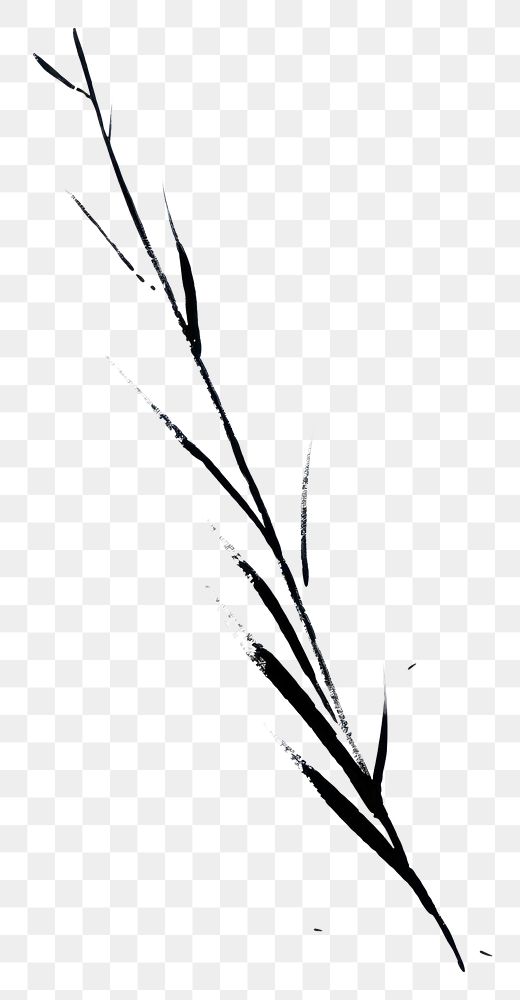 PNG  Grass plant white line.