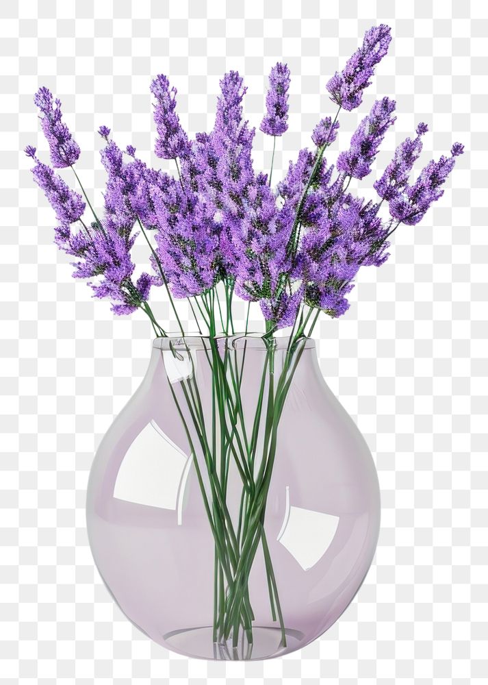 PNG Lavender simple shape flower glass plant.