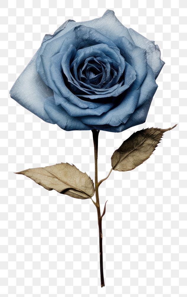 PNG Blue rose flower petal plant.