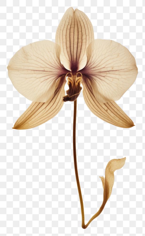 PNG Flower orchid petal plant.