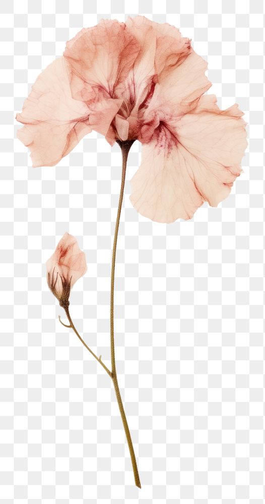 PNG Real Pressed a Carnation flower carnation petal.