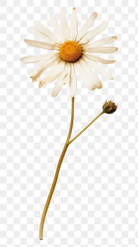 PNG Flower daisy petal plant