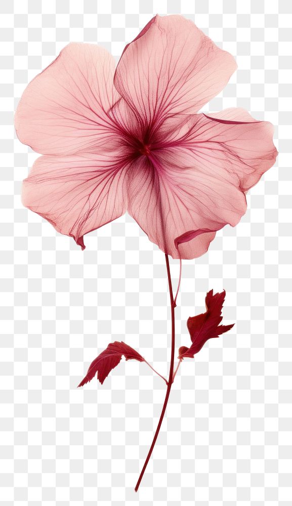 PNG Real Pressed a hibiscus flower petal plant.