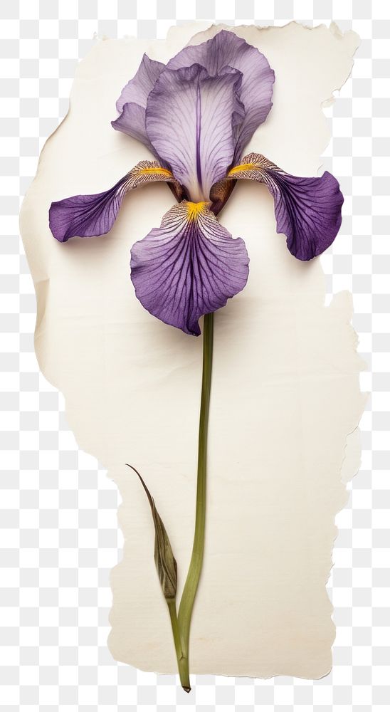 PNG Flower iris purple petal.