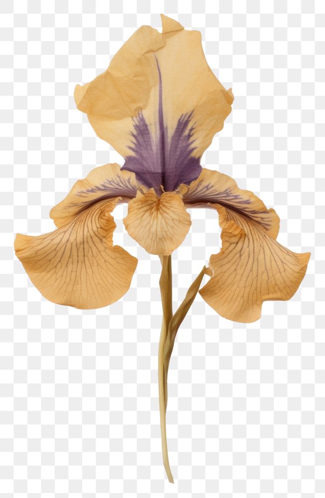 PNG Flower iris petal plant.