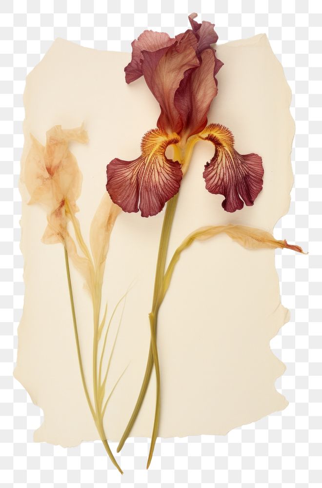 PNG Flower iris petal plant.