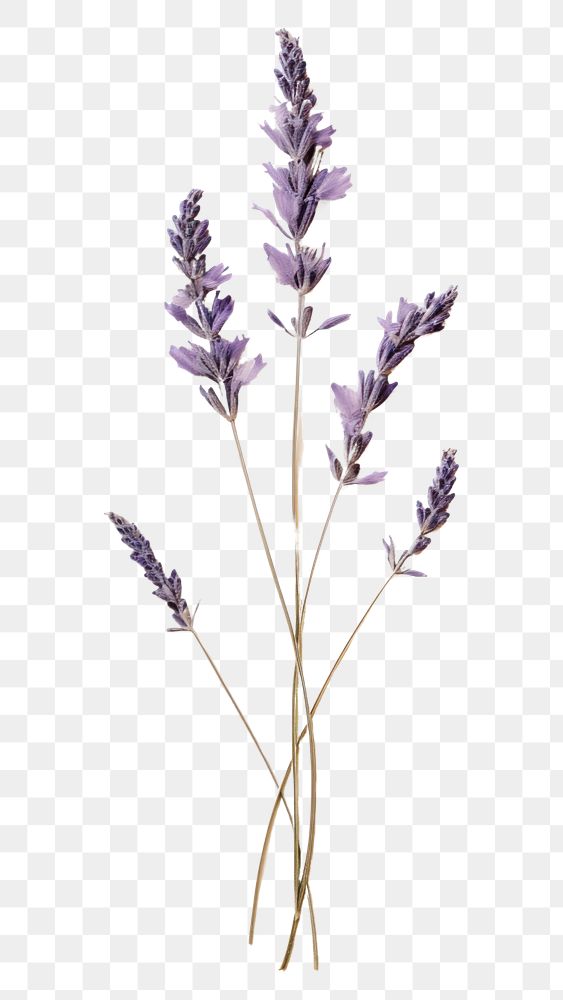 PNG Lavender flower plant herb