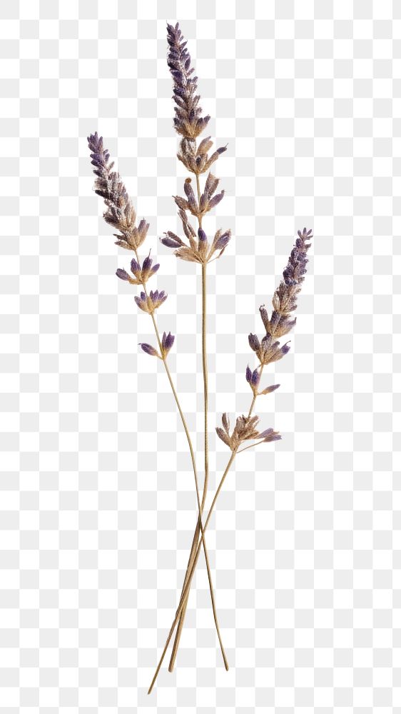 PNG Lavender flower plant herb.