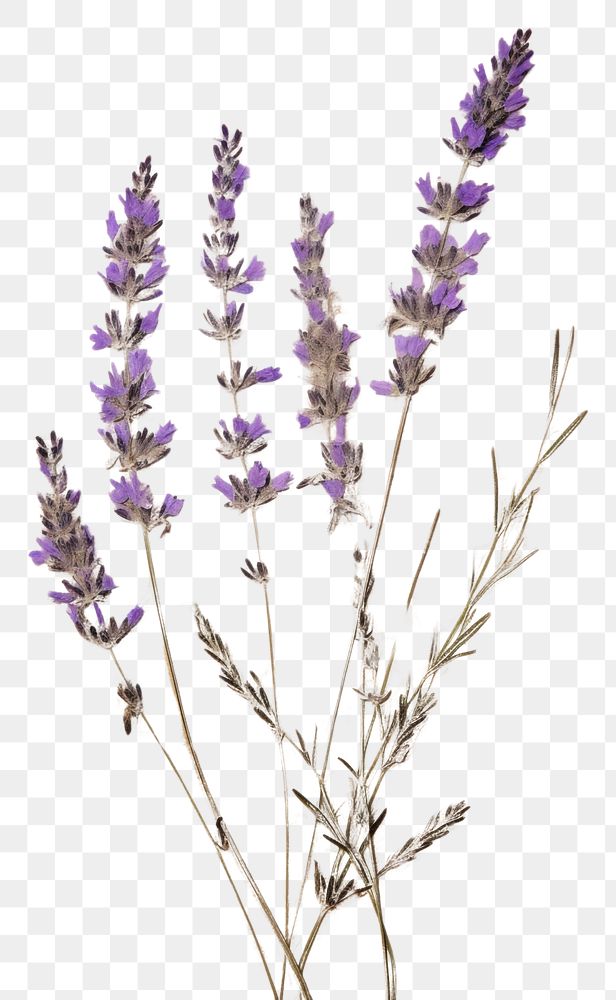 PNG Real Pressed a lavender flower blossom plant.