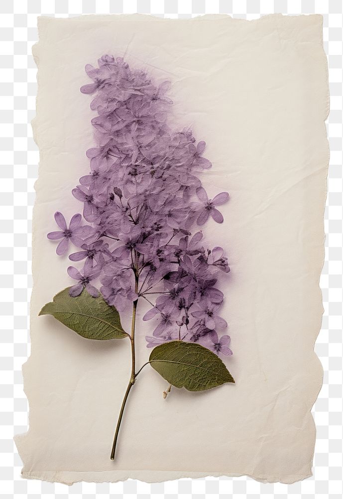 PNG Real Pressed a lilac flower blossom plant.