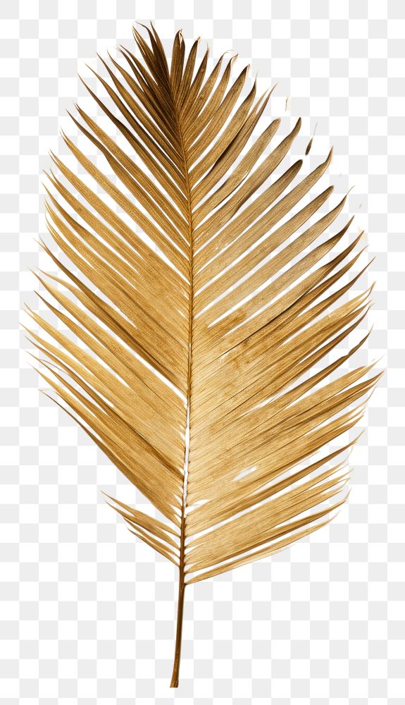 PNG Real Pressed a palm leaf textured plant creativity.