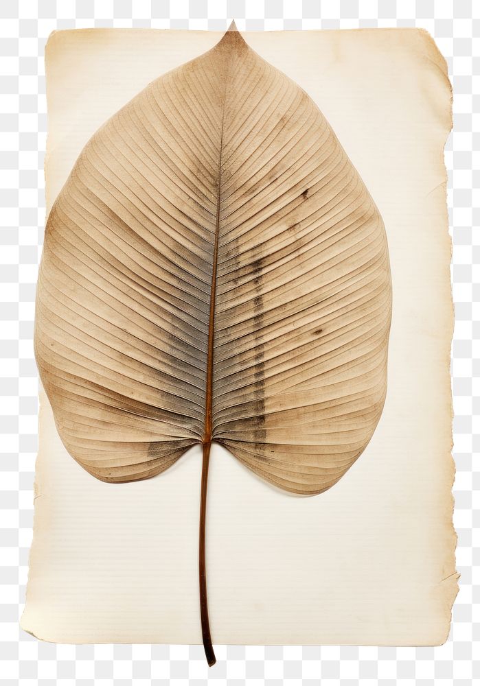 PNG Real Pressed a palm leaf textured flower plant.
