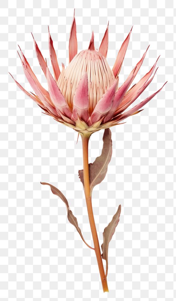 PNG Real Pressed a protea flower petal plant.