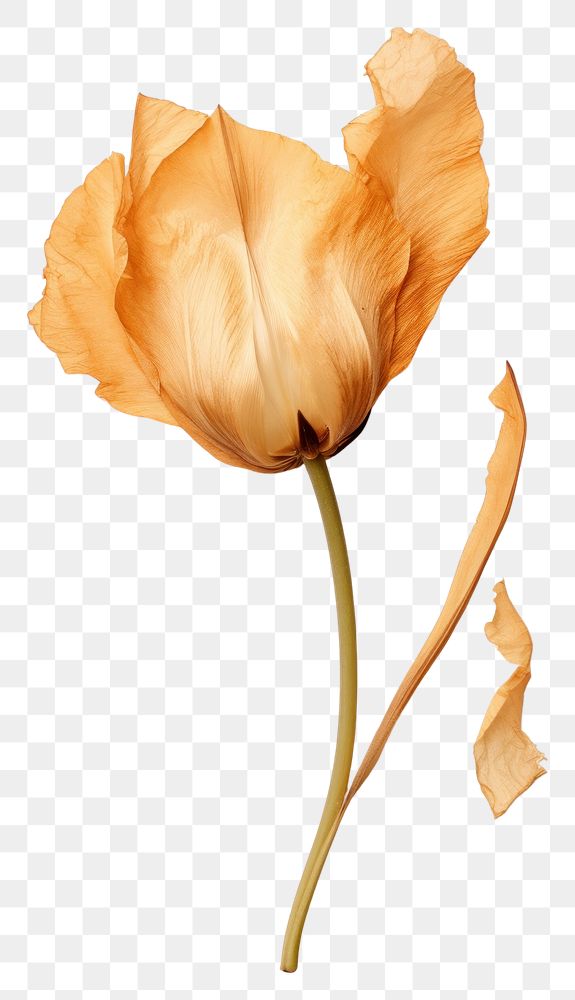 PNG Flower petal plant tulip.